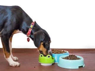 Croquettes pour chiens sans céréales